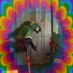 Meet your Posher, Cheryl